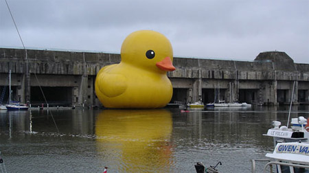 duck.jpg