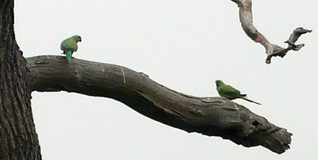 parakeets1.jpg