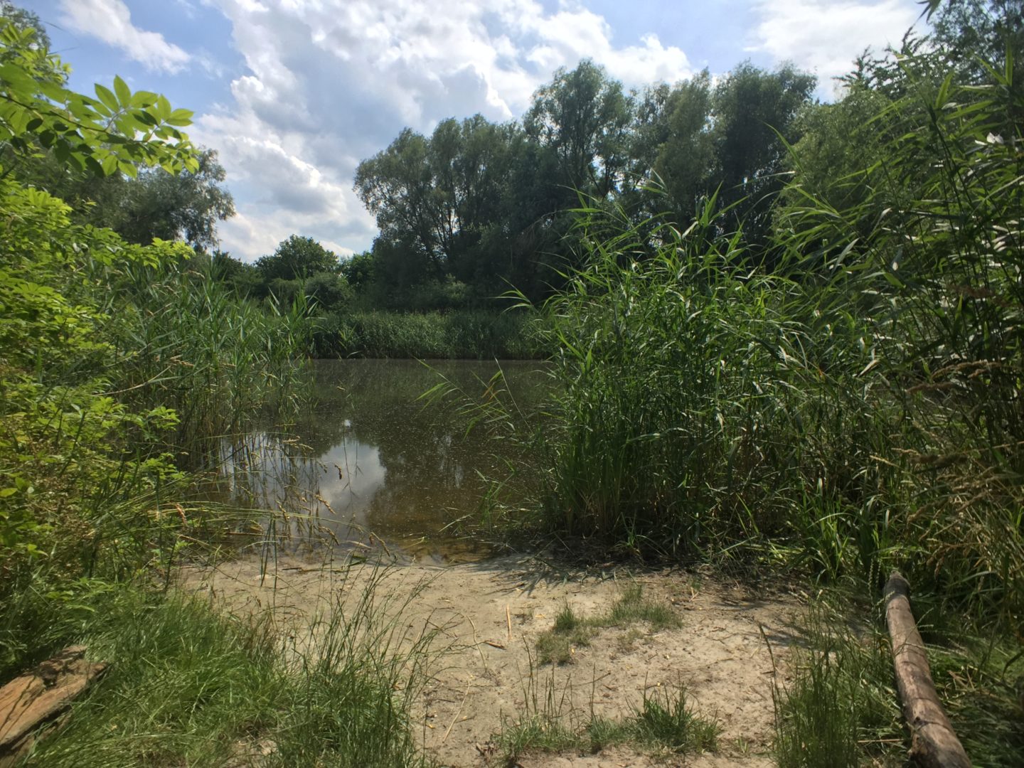 The pond called Rthepfuhl in Mariendorf, a district of Berlin. The pond is surrounded by trees and thick vegetation. A patch of sand is in the foreground. The pond water is cold and murky. The sun is shining by there are fluffy clouds in the sky.