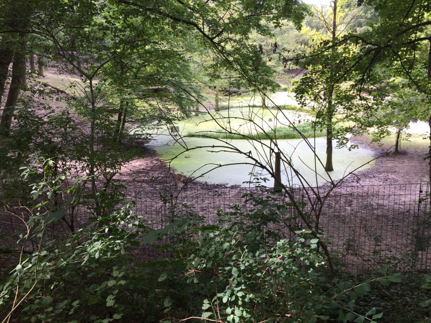 The pond called Francketeich in the Tempelhof district of Berlin. The pond is viewed slightly from above, and from behind a fence. The poind is bright green and covered in algae. A dead tree pokes out of the pod. The pond is brightly lit by the sun and surrounded by lush trees.